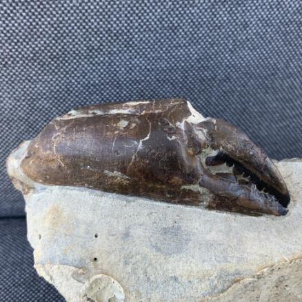 Fossil Crab Archeogeryon Peruvianum Argentina Miocene Epoch Stone Treasures Fossils4sale