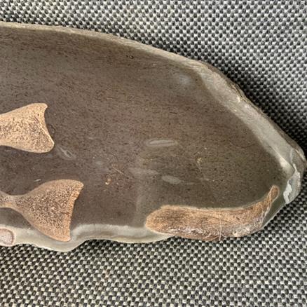 Ichthyosaur Sp (6) Vertebrae / Bone Cut & Polished Fossil, Whitby Stone Treasures Fossils4sale