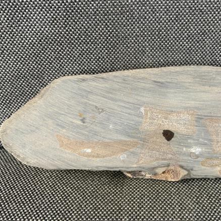 Ichthyosaur Sp (6) Vertebrae / Bone Cut & Polished Fossil, Whitby Stone Treasures Fossils4sale