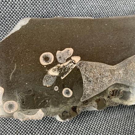 Ichthyosaur Sp 8 Vertebrae / Bone Cut & Polished Fossil, Whitby Stone Treasures Fossils4sale