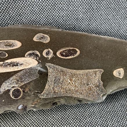 Ichthyosaur Sp 8 Vertebrae / Bone Cut & Polished Fossil, Whitby Stone Treasures Fossils4sale