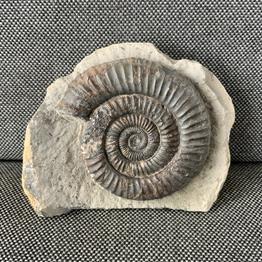 Dactylioceras Sp 5 Fossil Ammonite, Whitby. Stone Treasures Fossils4sale