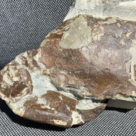 Fossil Crab Archeogeryon Peruvianum Argentina Miocene Epoch Stone Treasures Fossils4sale