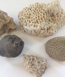 Coral Fossil group 5 including 2 Siderastrea specimens and a sponge Florida USA Stone Treasures Fossils4sale