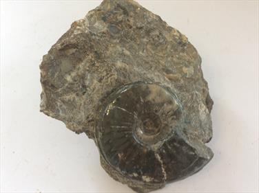 Eparietites Polished Ammonite 10.5cm x 10.5cm Overall diameter 7cm 538g Frodingham Ironstone Scunthorpe UK Stone Treasures Fossils4sale