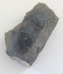 Trilobite 7cm fossil sourced fossils4sale Stone Treasures
