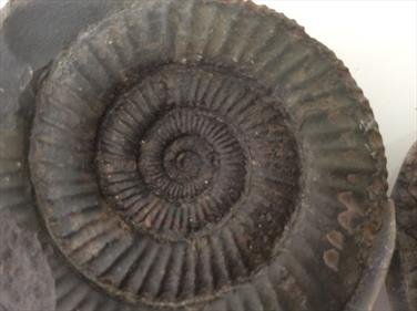 Ammonite Dactylioceras in nodule sourced and prepared by fossils4sale Stone Treasures prepared by M Hawkes