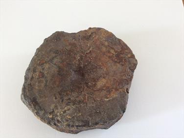 Ichthyosaurus  Vertebra fossil Peterborough Diameter 8.5cm approx sourced by Stone treasure fossils4sale