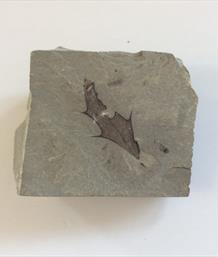 Leaf fossil Mahonia marginata Utah 3.8cm x 4.5cm approx.Sourced by Stone Treasures fossils4sale