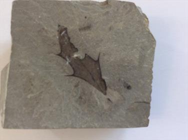 Leaf fossil Mahonia marginata Utah 3.8cm x 4.5cm approx.Sourced by Stone Treasures fossils4sale