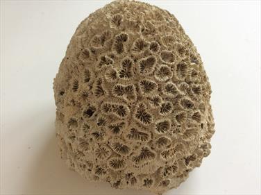 Coral 3 Dichocoenia calooshahatcheenis Fossil (Stony Coral) 410g Shell Creak, South Florida USA Stone Treasures Fossils4sale