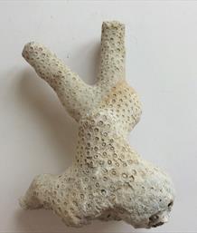 Corals/Sponges