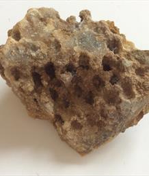 Coral Isatrea Calcite filled Drvd. Jurasssic. Farringdon UK 130g Stone Treasures Fossils4sale