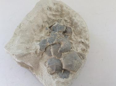 Marsuiptes partial specimen with several polygonal plates. Chalk Fossil from Danes Dyke Flamborough. Matrix 8cm x 8cm 370gms Plates 5cm x 4cm Approx Stone Treasures Fossils4sale