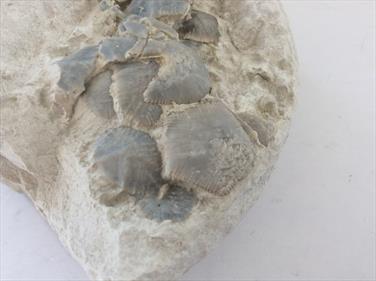 Marsuiptes partial specimen with several polygonal plates. Chalk Fossil from Danes Dyke Flamborough. Matrix 8cm x 8cm 370gms Plates 5cm x 4cm Approx Stone Treasures Fossils4sale