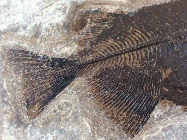 Fish Phareodus encaustus Fossil Green River Wyoming 16cm x 7cm Matrix 15.7cm x 24.5cm 1.44Kg