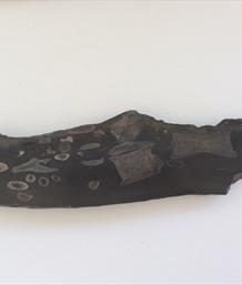 Ichthyosaurus  Polished Display Bone 3 Specimen Whitby UK 31cm x 8cm 666gms approx Stone Treasures Fossils4sale
