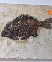Fish Fossil 3 Priscacara serrata Green River Wyoming 18cm x 16.5cm Overall 530gms Approx Stone Treasures Fossils4sale