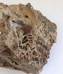 Screwstone Large - Crinoids stems Ashover Derbyshire. Carboniferous Limestone.16cm x11cm x 9cm 1.87Kg approx.Stone Treasures Fossils4sale