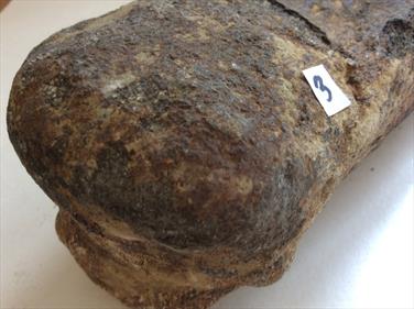 Plesiosaur Humerus Bone 3 specimen 17cm long 1.48kg UK Stone Treasures Fossils4sale