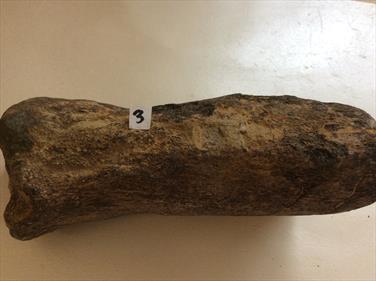 Plesiosaur Humerus Bone 3 specimen 17cm long 1.48kg UK Stone Treasures Fossils4sale