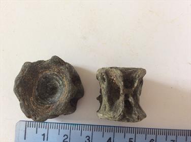 Vertebrae 40 small specimens range 22gms to below 1 gm. Oxford Clay Peterborough Stone Treasures Fossils4sale