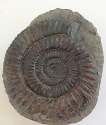 Ammonite Dactylioceras Commune Whitby diameter 7cm 297gms Stone Treasures Fossils4sale