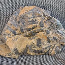 Coal Measure specimen Location unknown 3.15Kg 17.5cm x 15cm x 5cm Stone Treasures Fossils4sale