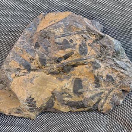 Coal Measure specimen Location unknown 3.15Kg 17.5cm x 15cm x 5cm Stone Treasures Fossils4sale