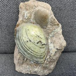Cardinia sp Polished Fossil Bivalve, Scunthorpe, England. Lower Lias, Lower Jurassic, 200 Million Years Old.
