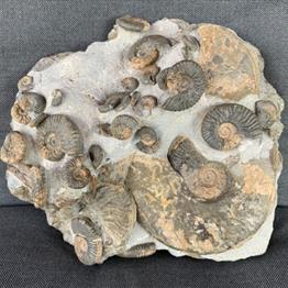 Ludwigia Sp Multiblock Fossil Ammonite, Bearreraig Bay, Isle of Skye, Scotland. Middle Jurassic.