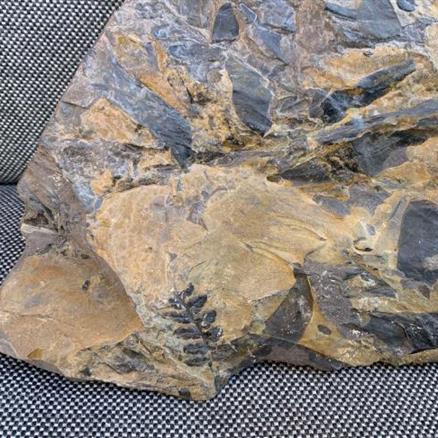 Coal Measure specimen Location unknown 3.15Kg 17.5cm x 15cm x 5cm Stone Treasures Fossils4sale