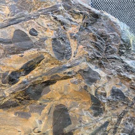Coal Measure specimen Location unknown 3.15Kg 17.5cm x 15cm x 5cm Stone Treasures Fossils4sale