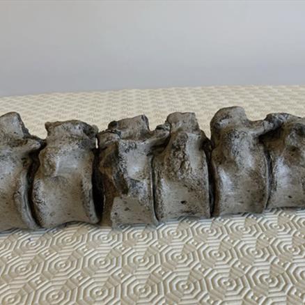 Plesiosaur Vertebrae (38) Column Jurassic Marine Reptile Bones, Whitby Fossils4sale Stone Treasures