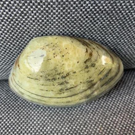 Cardinia sp Polished Fossil Bivalve, Scunthorpe, England. Lower Lias, Lower Jurassic, 200 Million Years Old.