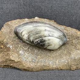 Cardinia Sp Polished Fossil Bivalve, Scunthorpe, England. Lower Lias, Lower Jurassic, 200 Million Years Old.