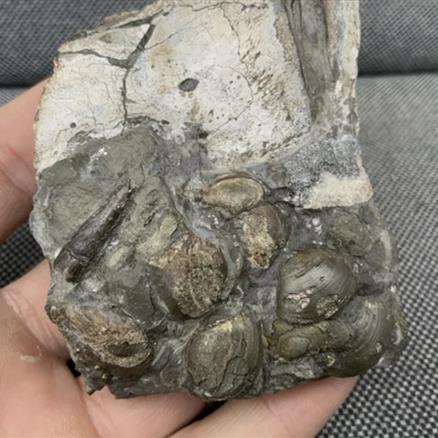 Crocodile Tooth + Vertebra Rare Jurassic Bone, Whitby, Yorkshire Fossils4sale Stone Treasures