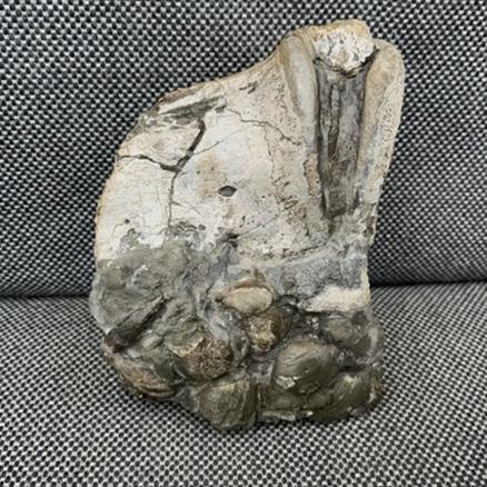Crocodile Tooth + Vertebra Rare Jurassic Bone, Whitby, Yorkshire Fossils4sale Stone Treasures