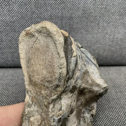 Crocodile Tooth + Vertebra Rare Jurassic Bone, Whitby, Yorkshire Fossils4sale Stone Treasures