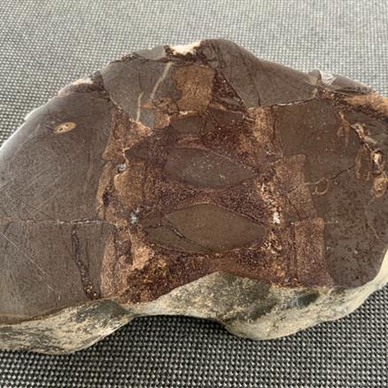 Ichthyosaur Sp (1) Vertebrae / Bone Cut & Polished Fossil, Whitby from Fossil 4 Sale