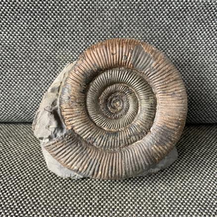 Dactylioceras tenuicostatum Fossil Ammonite, Whitby Stone Treasures Fossils4sale