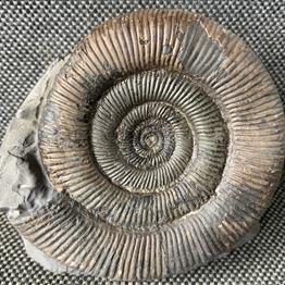 Ammonites for Sale | Madagascar | Scunthorpe | Nautilus