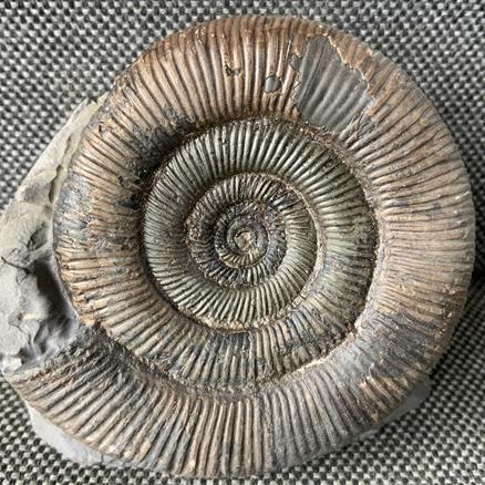 Dactylioceras tenuicostatum Fossil Ammonite, Whitby Stone Treasures Fossils4sale