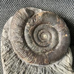 Dactylioceras tenuicostatum Fossil Ammonite, Whitby Stone Treasures Fossils4sale