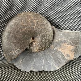 Phylloceras Ammonite Whitby Stone Treasures Fossils4sale