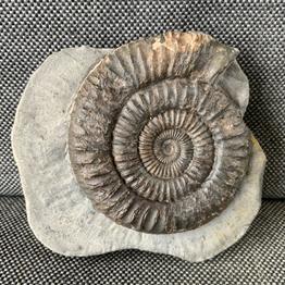 Dactylioceras Sp 2 Fossil Ammonite, Whitby. Stone Treasures Fossils4sale