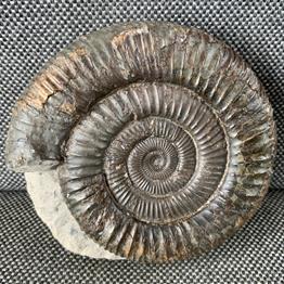 Dactylioceras Sp 3 Fossil Ammonite, Whitby, Yorkshire, England. Upper Lias, Lower Jurassic, 180 Million Years Old.