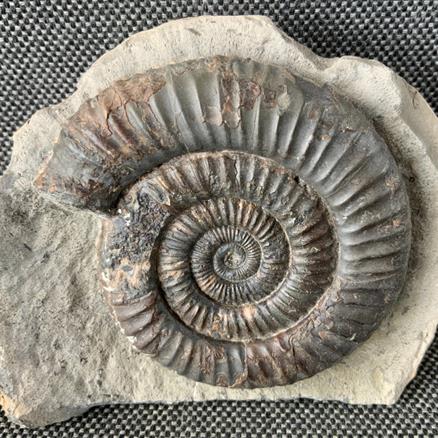 Dactylioceras Sp 5 Fossil Ammonite, Whitby. Stone Treasures Fossils4sale