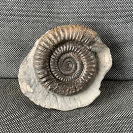 Dactylioceras Sp 6 Fossil Ammonite, Whitby. Stone Treasures Fossils4sale