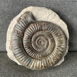 Dactylioceras Sp 10 Fossil Ammonite, Whitby. Stone Treasures Fossils4sale